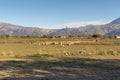 Herd of sheep grazing on a mountain agricultural area Royalty Free Stock Photo