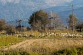 Herd of sheep grazing on a mountain agricultural area Royalty Free Stock Photo