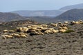 Herd of sheep grazing on a mountain agricultural area Royalty Free Stock Photo