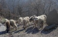 Herd of sheep grazing on a mountain agricultural area Royalty Free Stock Photo