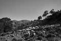 A herd of sheep grazing in a mountain meadow in the Lefka Ori mountains on the island of Crete