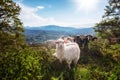 Herd of sheep grazing in the mountains and eating grass Royalty Free Stock Photo