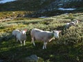 Sheep grazing in the mountains, Gaustatoppen, Norway