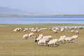 Herd of sheep grazing near Qinghai Lake Royalty Free Stock Photo