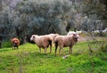Herd of sheep grazing between olive trees