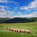 Herd of sheep grazing on pasture Royalty Free Stock Photo