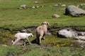 Herd of sheep grazing on a rural mountainside valley in Kashmir, India Royalty Free Stock Photo