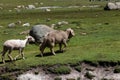 Herd of sheep grazing on a rural mountainside valley in Kashmir, India Royalty Free Stock Photo