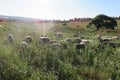 A herd of sheep grazing in a sorghum field with the sun`s rays gleaming over them