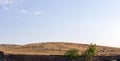 Herd of sheep grazing spread over the mountains and hills and a view of the sky. Royalty Free Stock Photo