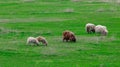 Herd of sheep on a green field