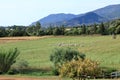 Herd of Sheep on the green grass near the Sea Coast. Sardinia, Italy Royalty Free Stock Photo