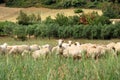 Herd of Sheep on the green grass near the Sea Coast. Sardinia, Italy Royalty Free Stock Photo