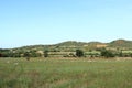 Herd of Sheep on the green grass near the Sea Coast. Sardinia, Italy Royalty Free Stock Photo