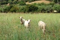 Herd of Sheep on the green grass near the Sea Coast. Sardinia, Italy Royalty Free Stock Photo