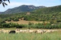 Herd of Sheep on the green grass near the Sea Coast. Sardinia, Italy Royalty Free Stock Photo
