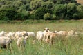 Herd of Sheep on the green grass near the Sea Coast. Sardinia, Italy Royalty Free Stock Photo