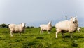 Herd of sheep on green pasture in the countryside. Green fields in the mountains with grazing sheep and blue sky. Farms` animals Royalty Free Stock Photo