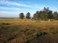 Herd of sheep on green pasture grazing on Baagoe BÃÂ¥gÃÂ¸ Island Funen Fyn Denmark Royalty Free Stock Photo