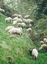 Herd of sheep in green snow covered meadows. Closeup Royalty Free Stock Photo