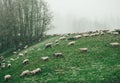 Herd of sheep in green snow covered meadows. Poland. Mountain Background Royalty Free Stock Photo