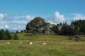 Herd of sheep in green valley of Lovund island at foothills of Lovund mountains Royalty Free Stock Photo