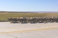 Herd of Sheep Heading Downa Road in Patagonia