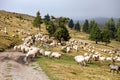 Herd of sheep with herdsman, farm animal on mountains Royalty Free Stock Photo