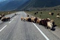 Herd of sheep on the highway leading to the mountains