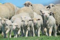 Herd of sheep and lambs Royalty Free Stock Photo