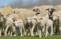 Herd of sheep and lambs on field Royalty Free Stock Photo