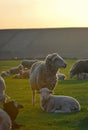 Herd of sheep and lambs on field Royalty Free Stock Photo