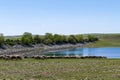 herd of sheep and lambs grazing in the field, mixed sheep and lambs Royalty Free Stock Photo