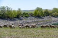 herd of sheep and lambs grazing in the field, mixed sheep and lambs Royalty Free Stock Photo