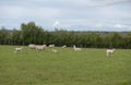 Herd of sheep and lambs in a green field in spring Royalty Free Stock Photo