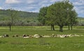 A herd of sheep and lambs is located on a green field. Royalty Free Stock Photo