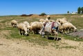 herd of sheep and lambs, shepherd\'s donkeys and herds of sheep grazing in the field Royalty Free Stock Photo