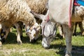 herd of sheep and lambs, shepherd\'s donkeys and herds of sheep grazing in the field Royalty Free Stock Photo