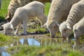 Herd of sheep and lambs on field Royalty Free Stock Photo