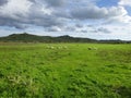 Herd of sheep laying