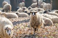 Herd of sheep Royalty Free Stock Photo