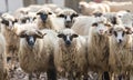 Herd of sheep Royalty Free Stock Photo