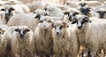 Herd of sheep Royalty Free Stock Photo