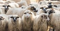 Herd of sheep Royalty Free Stock Photo