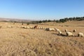 A golden brown and blue landscape photo of a winter`s grass field with sheep and Llama grazing below a blue sky Royalty Free Stock Photo