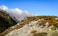 Herd of sheep in lush Himalayas mountain at a distance in summer - Ranikanda meadows, Karcham terrain park, Spiti Valley, Himachal Royalty Free Stock Photo