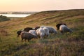 Herd of sheep in a meadow Royalty Free Stock Photo