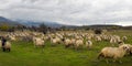 Herd of sheep on the meadows at the foot of the mountain