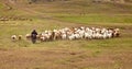 Herd sheep by motorcycle Royalty Free Stock Photo