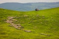 Herd of sheep on a mountain slope near Paltinis